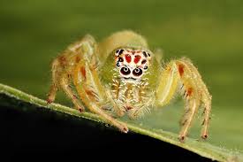 Attēlu rezultāti vaicājumam “Licea chelonoides”