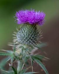 Attēlu rezultāti vaicājumam “Cirsium vulgare flower”