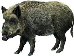 Attēlu rezultāti vaicājumam “Sus scrofa”