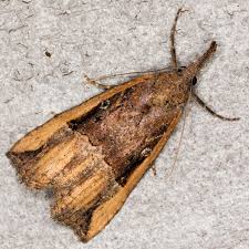 Attēlu rezultāti vaicājumam “Hypena rostralis”