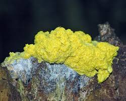 Attēlu rezultāti vaicājumam “Fuligo septica var. flava macro”