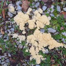 Attēlu rezultāti vaicājumam “Trichia longipalpis”