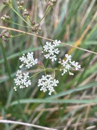 Image result for Pimpinella saxifraga