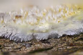 Attēlu rezultāti vaicājumam “Trichia varia young”