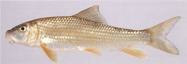 Image result for Moxostoma duquesnei