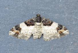 Attēlu rezultāti vaicājumam “Catarhoe cuculata”