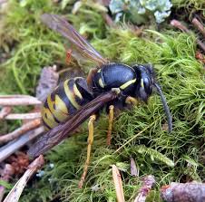 Attēlu rezultāti vaicājumam “Vespula rufa”