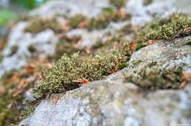 Attēlu rezultāti vaicājumam “Schistidium apocarpum”