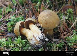 Attēlu rezultāti vaicājumam “Suillus variegatus”