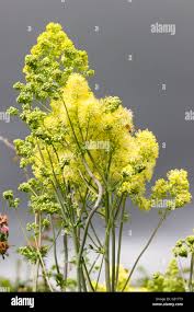 Attēlu rezultāti vaicājumam “Thalictrum flavum flower”