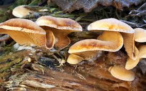 Attēlu rezultāti vaicājumam “Phyllotopsis nidulans”