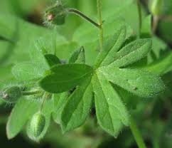 Attēlu rezultāti vaicājumam “Geranium pusillum leaf”