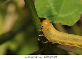 Attēlu rezultāti vaicājumam “Cimbex femoratus larva”