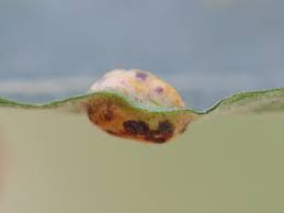 Attēlu rezultāti vaicājumam “Pontania proxima”