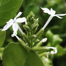 Attēlu rezultāti vaicājumam “Plumbaginaceae”