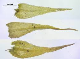 Attēlu rezultāti vaicājumam “Amblystegium serpens macro”