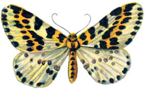 Attēlu rezultāti vaicājumam “Abraxas grossulariata larva”