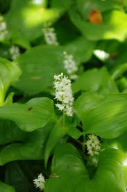 Attēlu rezultāti vaicājumam “Maianthemum bifolium bud”