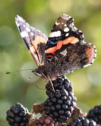 Attēlu rezultāti vaicājumam “Vanessa atalanta”