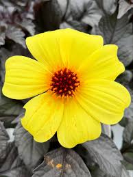 Image result for Dahlia hybrid.