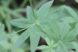 Attēlu rezultāti vaicājumam “Galium schultesii”