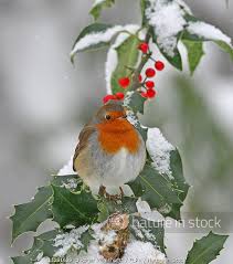 Attēlu rezultāti vaicājumam “Erithacus rubecula adult”