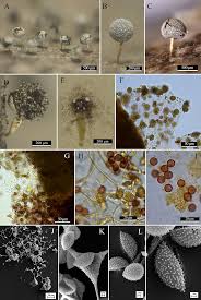 Attēlu rezultāti vaicājumam “Physarum globuliferum spores”
