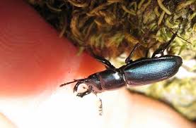 Attēlu rezultāti vaicājumam “Lucanidae”