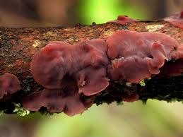 Attēlu rezultāti vaicājumam “Cytidia salicina”