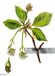 Attēlu rezultāti vaicājumam “Fagus sylvatica flower”