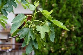 Attēlu rezultāti vaicājumam “Acer campestre fruit”