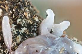 Attēlu rezultāti vaicājumam “Stemonitopsis sp.”