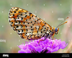 Attēlu rezultāti vaicājumam “Melitaea phoebe”