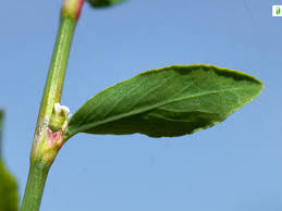 Attēlu rezultāti vaicājumam “Polygonum aviculare leaf”