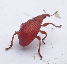 Image result for Coleoptera Curculionoidea