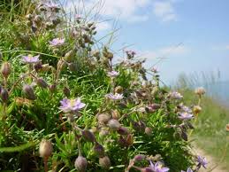 Attēlu rezultāti vaicājumam “Spergularia marina flower”