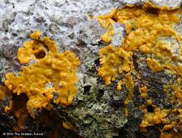 Attēlu rezultāti vaicājumam “Physarum flavicomum macro”