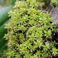 Attēlu rezultāti vaicājumam “Heterotrichia oerstedii (syn. Arcyria oerstedii) stalked”