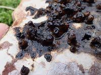 Attēlu rezultāti vaicājumam “Agathomyia wankowiczii”