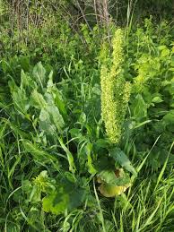 Attēlu rezultāti vaicājumam “Rumex confertus”