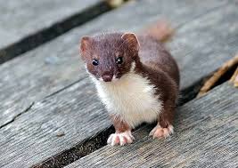 Attēlu rezultāti vaicājumam “Mustela nivalis adult”