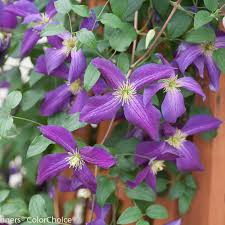 Attēlu rezultāti vaicājumam “Clematis flower”
