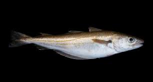 Image result for Merlangius merlangus