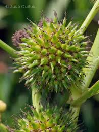 Attēlu rezultāti vaicājumam “Sparganium neglectum”