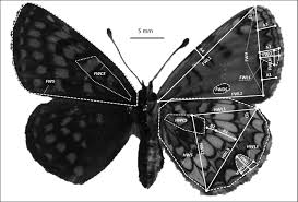 Attēlu rezultāti vaicājumam “Mellicta athalia underside”