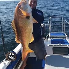 Image result for Petrus rupestris