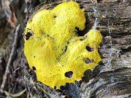 Attēlu rezultāti vaicājumam “Fuligo luteonitens macro”