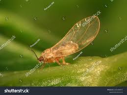 Attēlu rezultāti vaicājumam “Trioza dispar nymph”