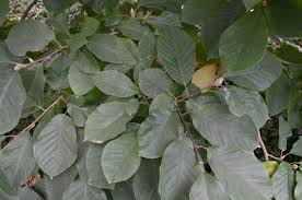 Attēlu rezultāti vaicājumam “Magnolia acuminata leaf”