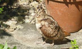 Attēlu rezultāti vaicājumam “Scolopax rusticola nest”